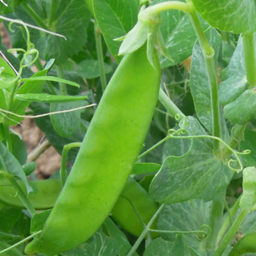 Pois mange tout