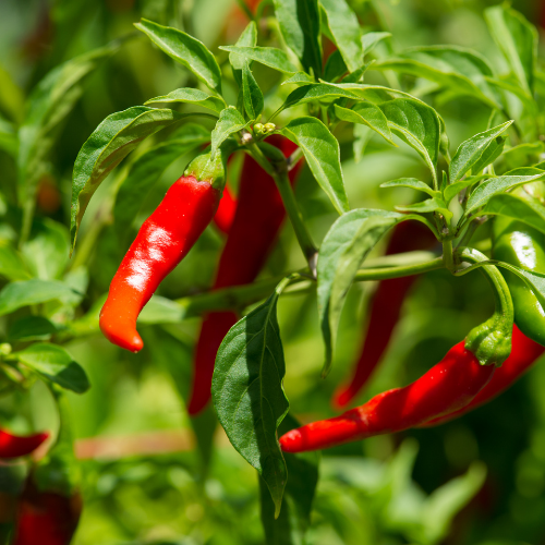PIMENT De Cayenne Bio