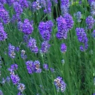 Lavande vraie - Lavandula angustifolia "Dwarf Blue"