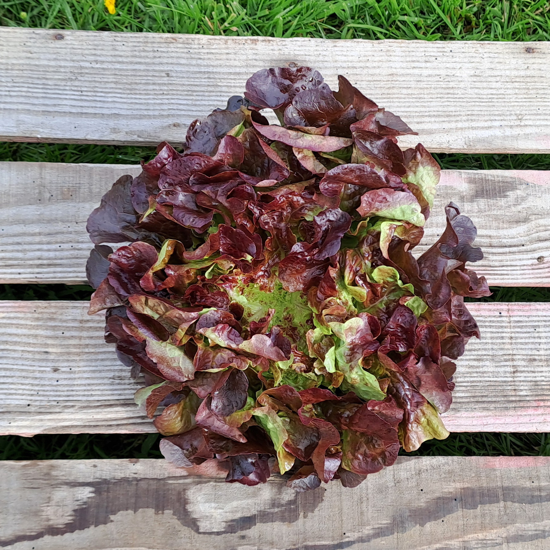Salade feuille de chêne verte ou rouge