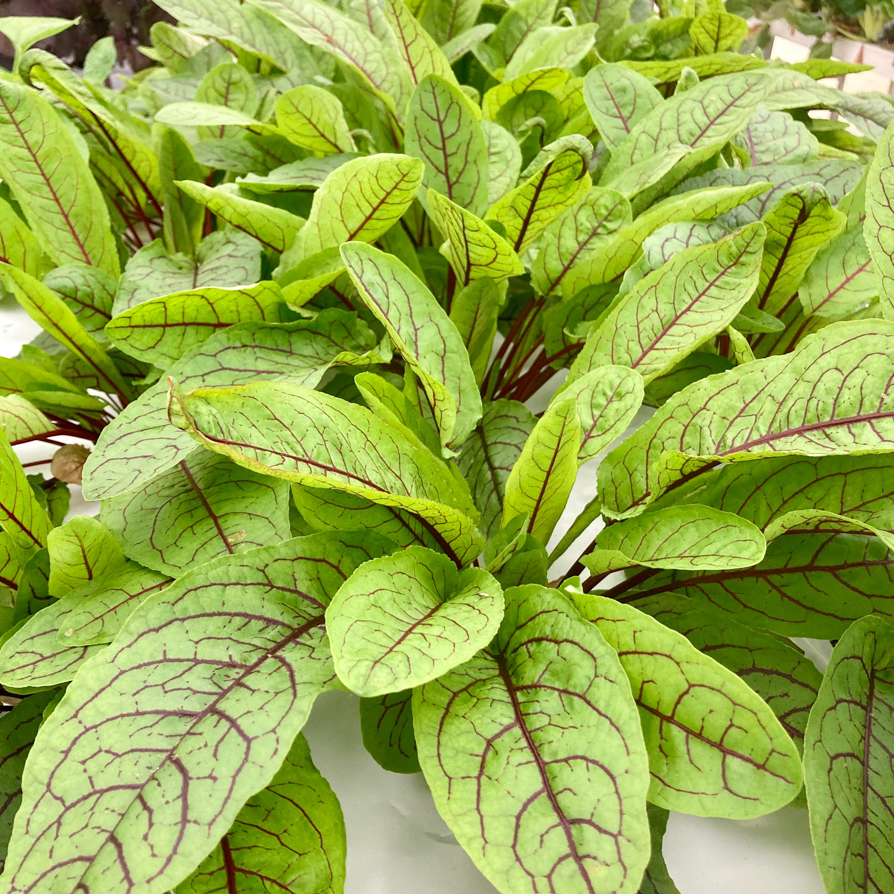 Oseille Sanguine