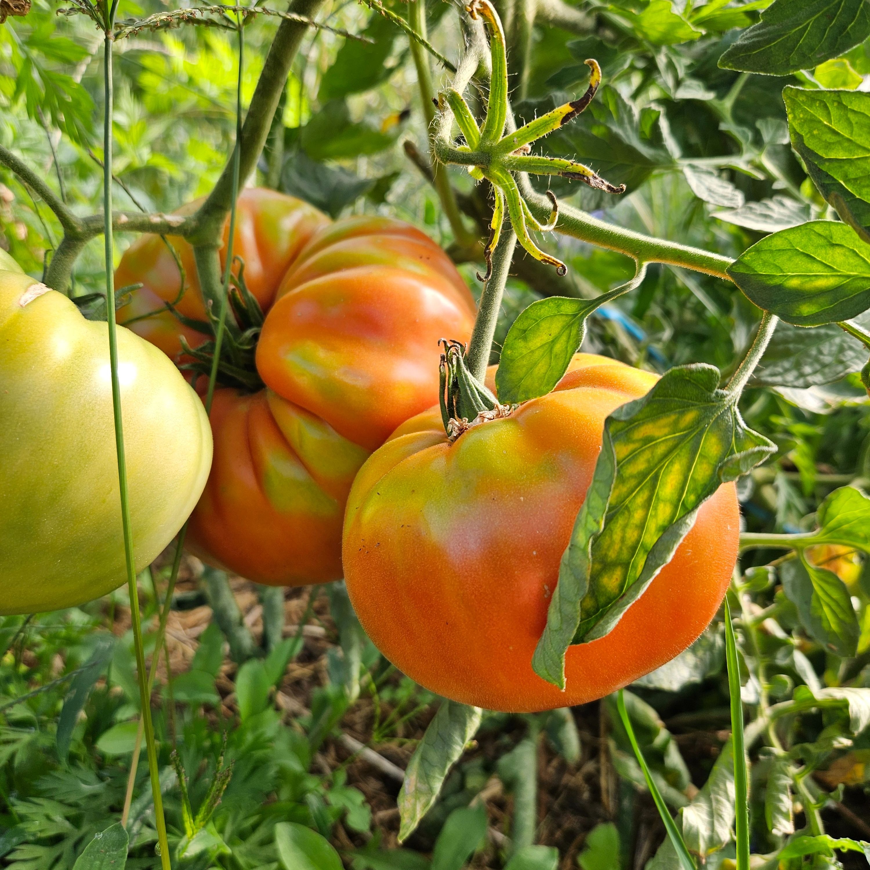 Tomates assortiments