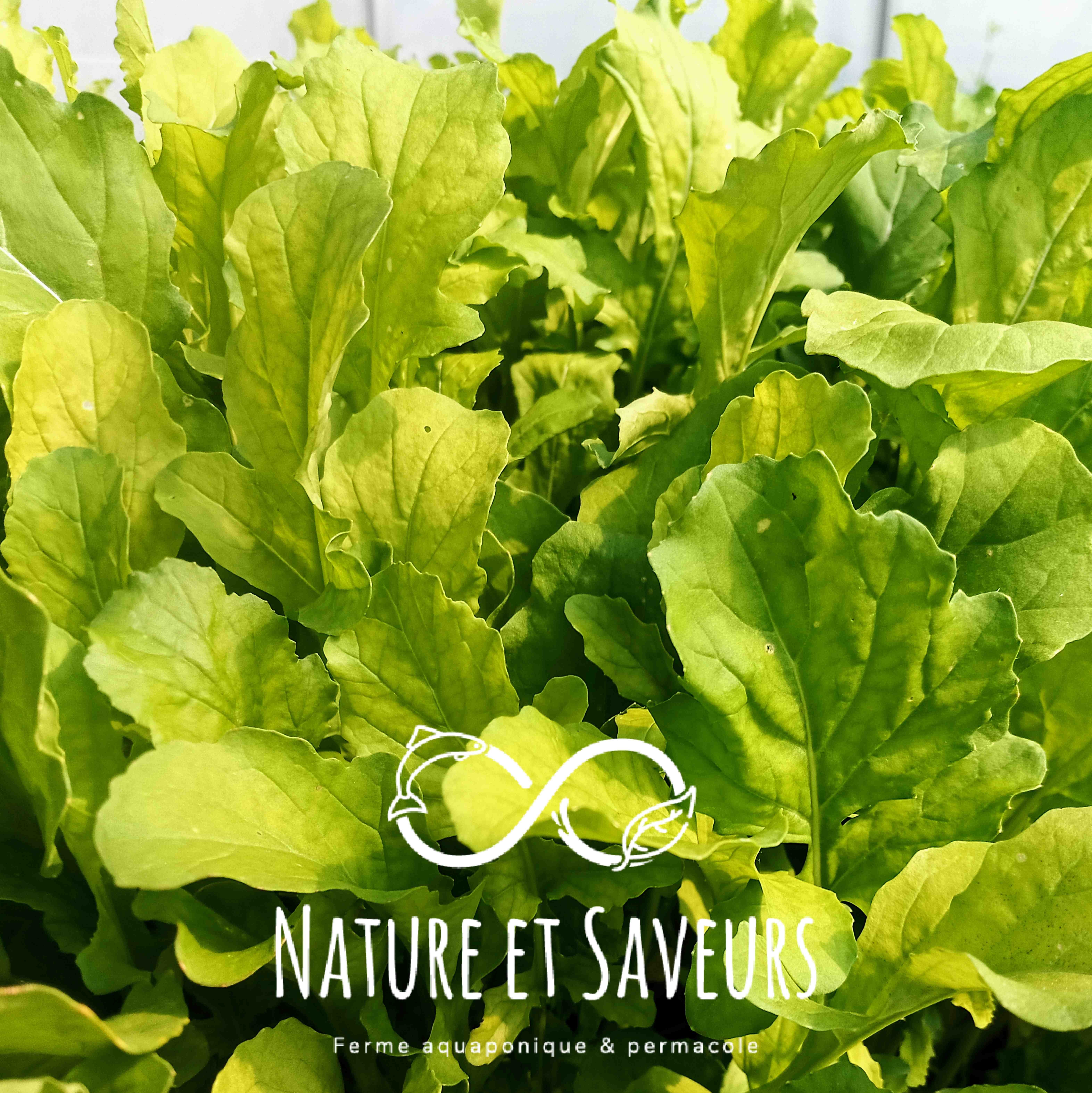 Roquette cultivée Victoria - 100g - 100g