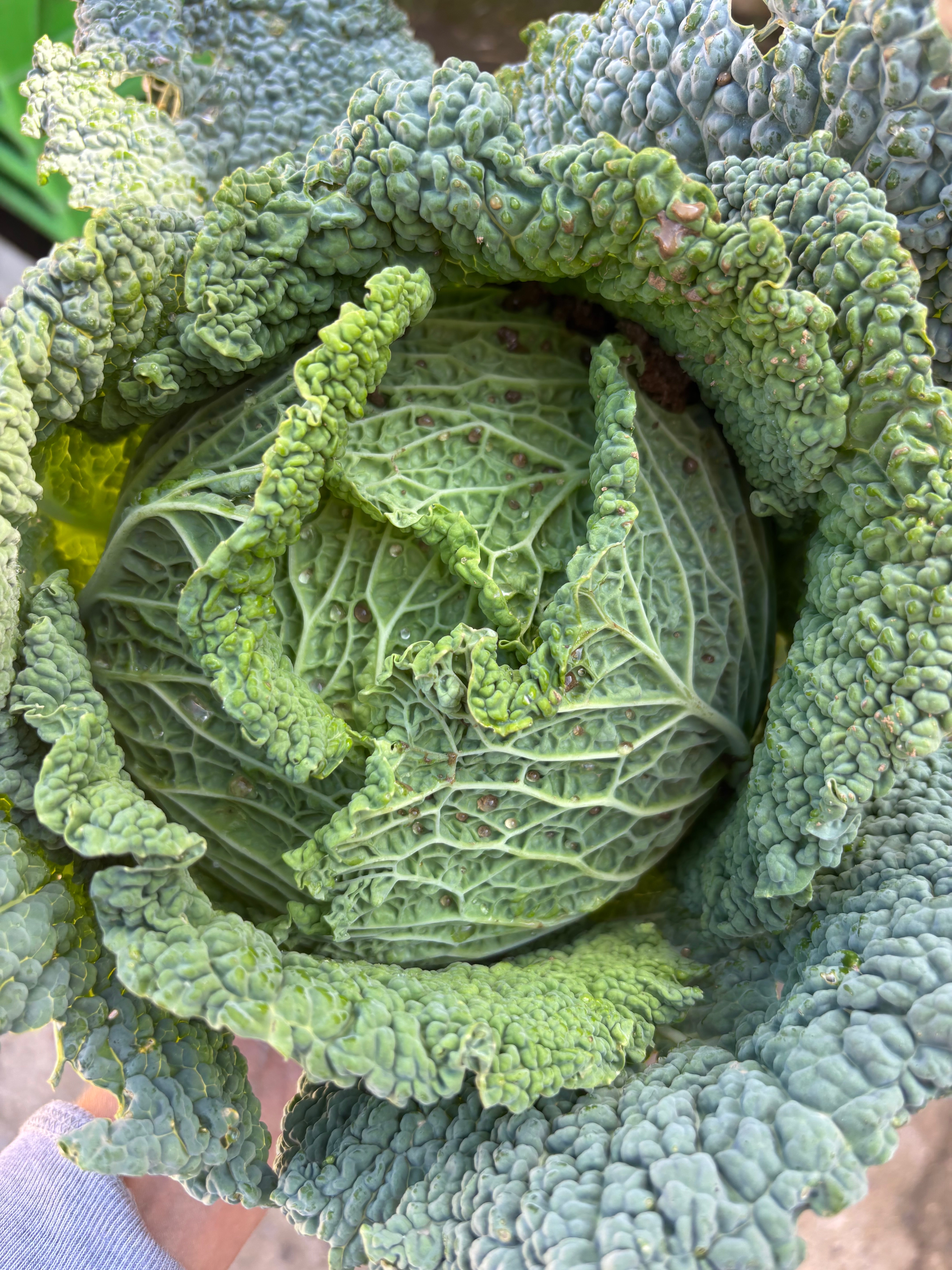 Chou vert