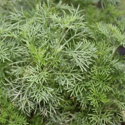 Armoise cola (par 30)