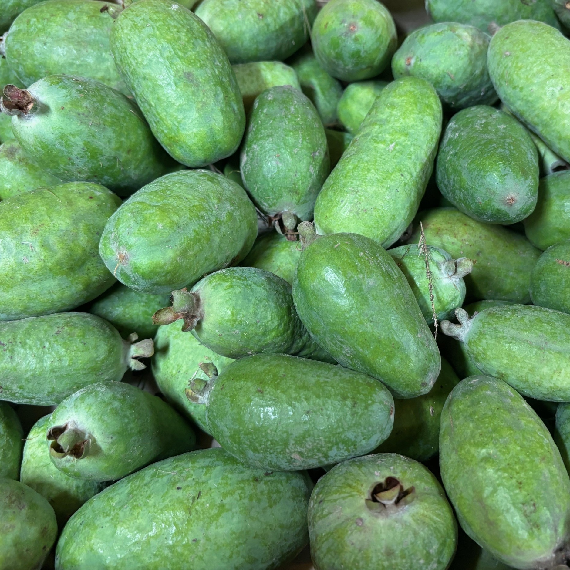 Feijoa