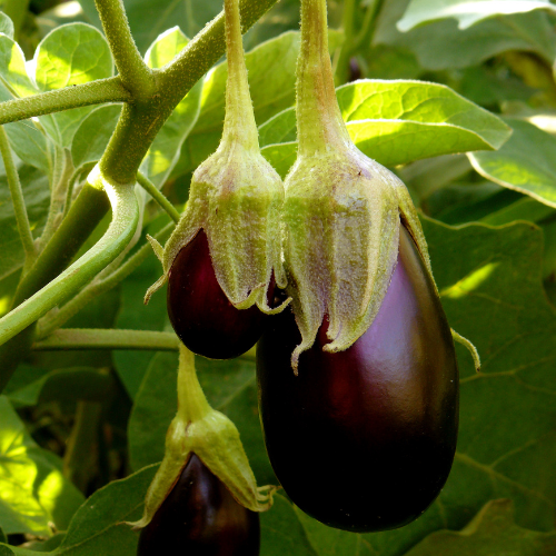 AUBERGINE Black beauty Bio