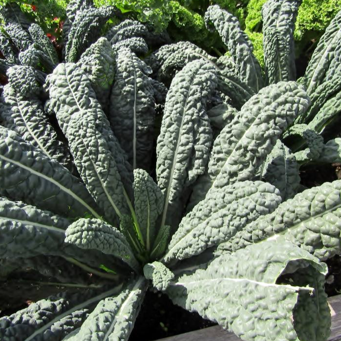 Chou feuille Noir de Toscane