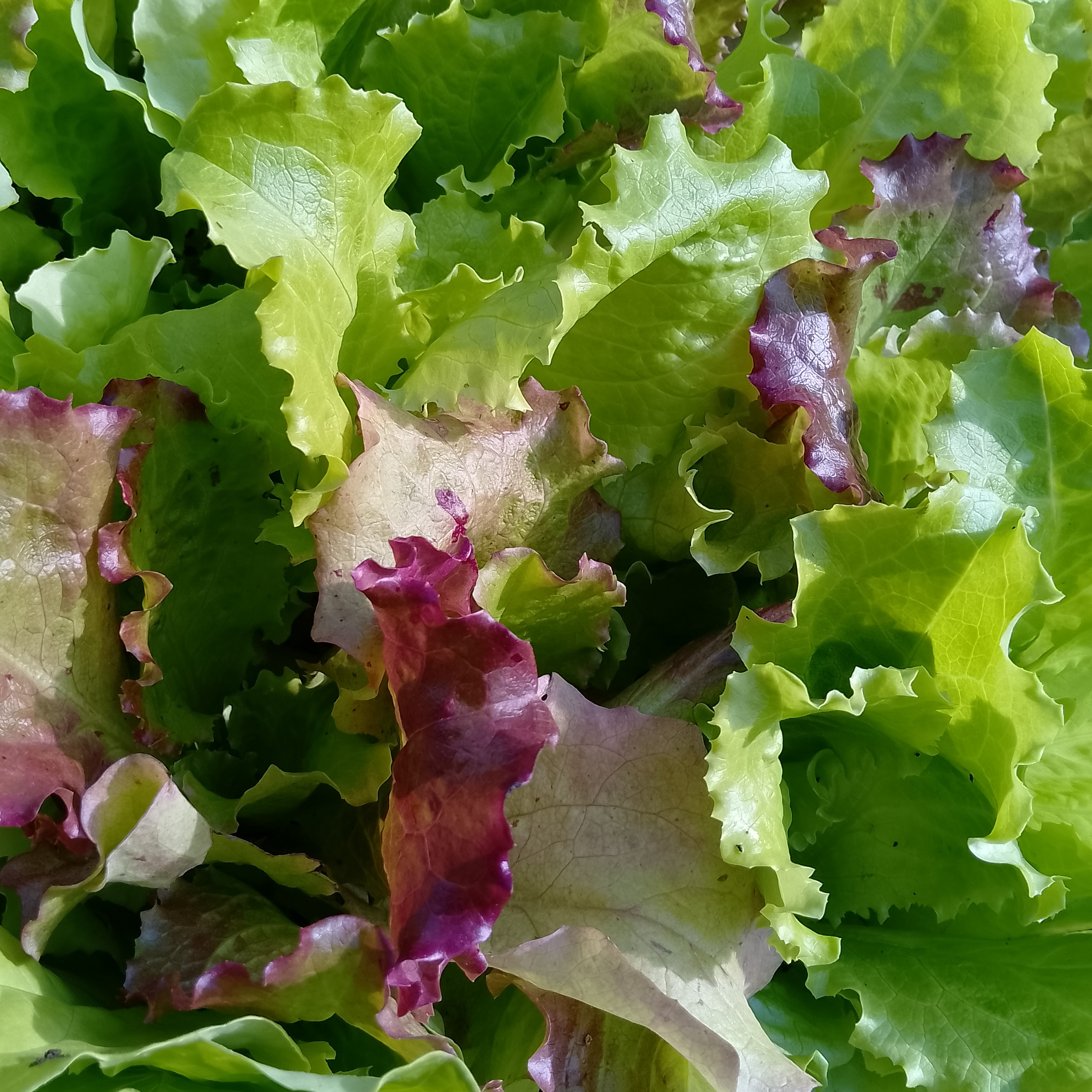 Plants de salade en mélange x 12