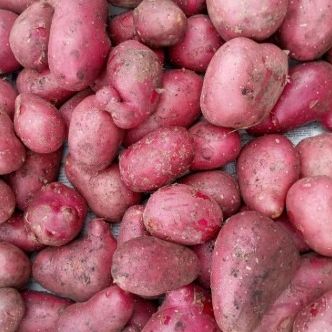 Pomme de terre nouvelle pas très jolie