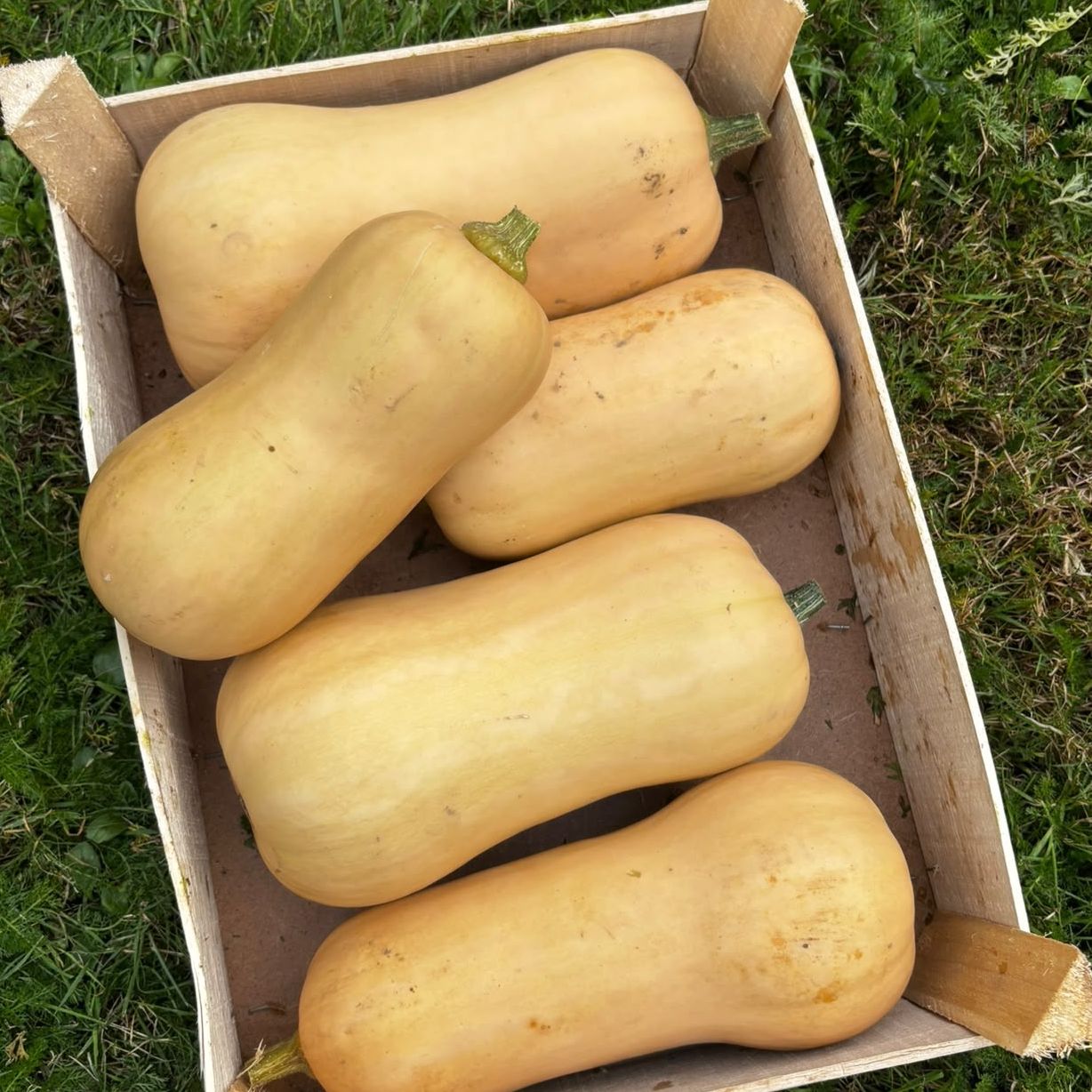 BUTTERNUT - 1kg