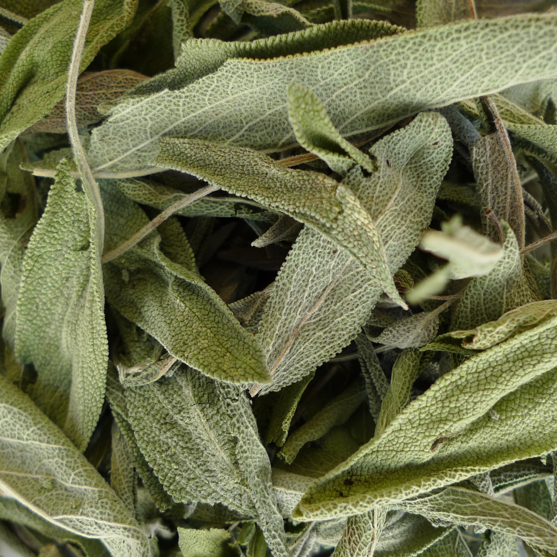 Sauge officinale - 15g