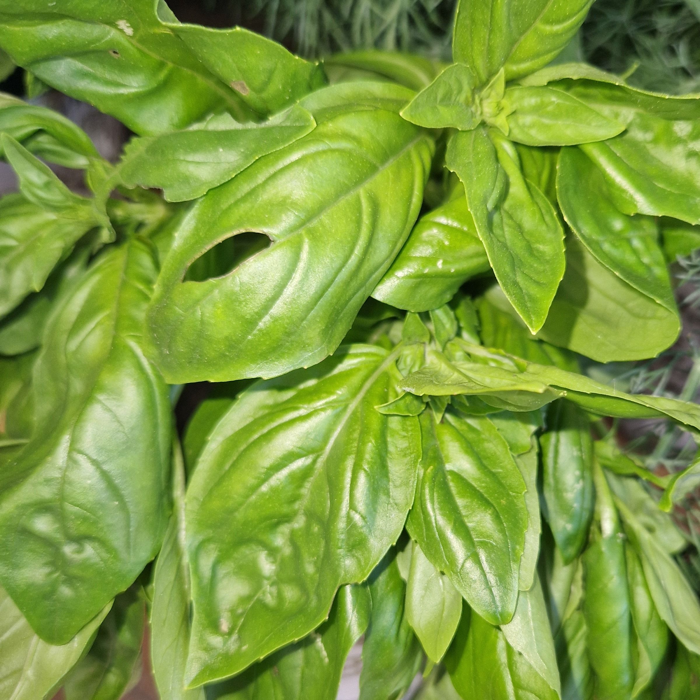 BASILIC