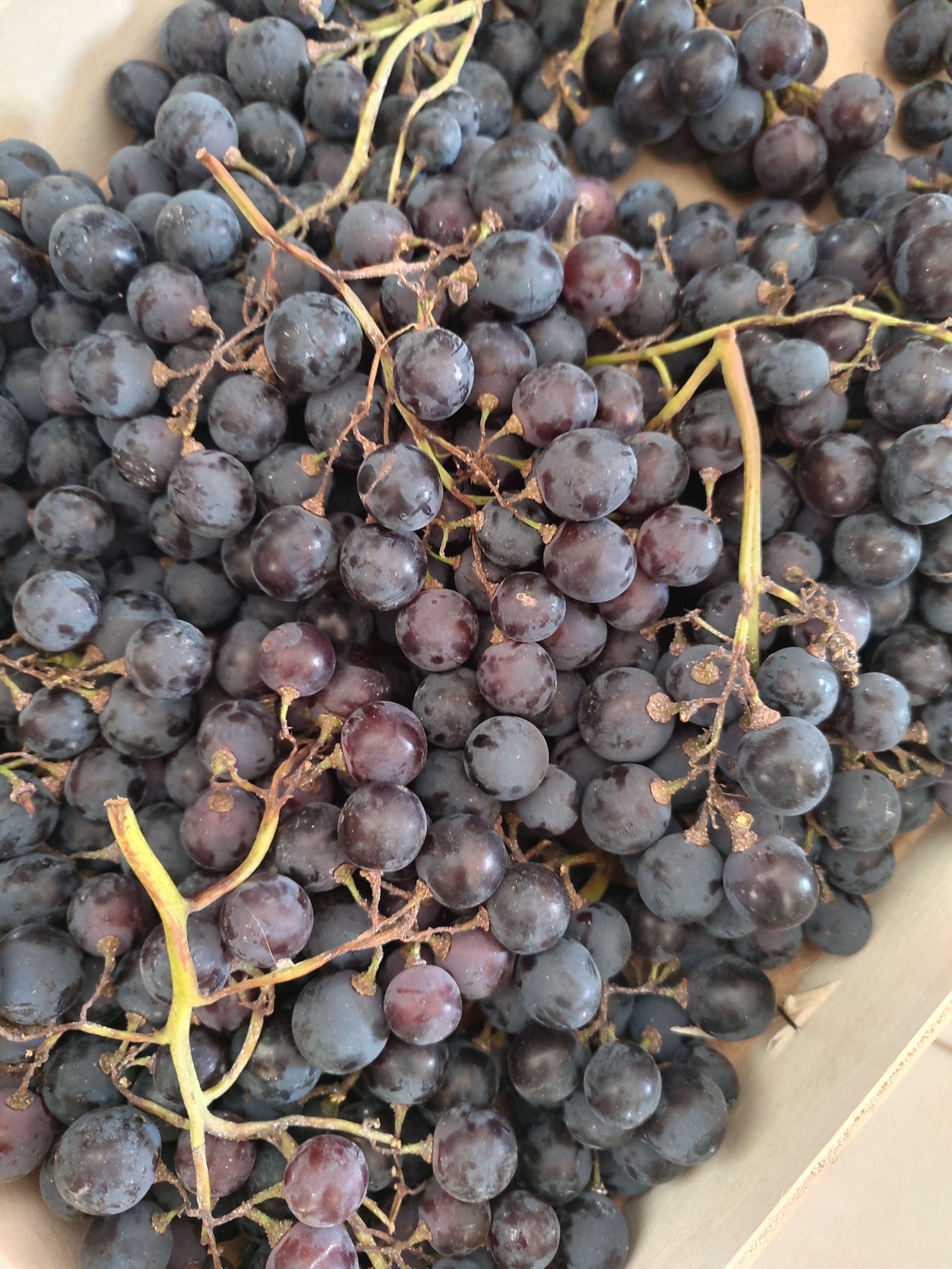 Raisin de table "Prima"