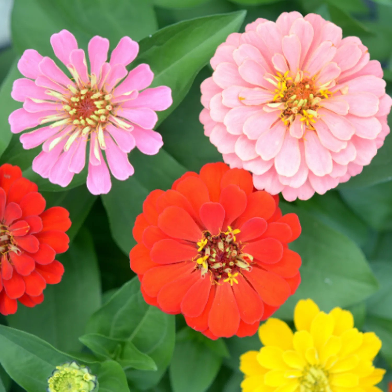 ZINNIA À GRANDES FLEURS Bio