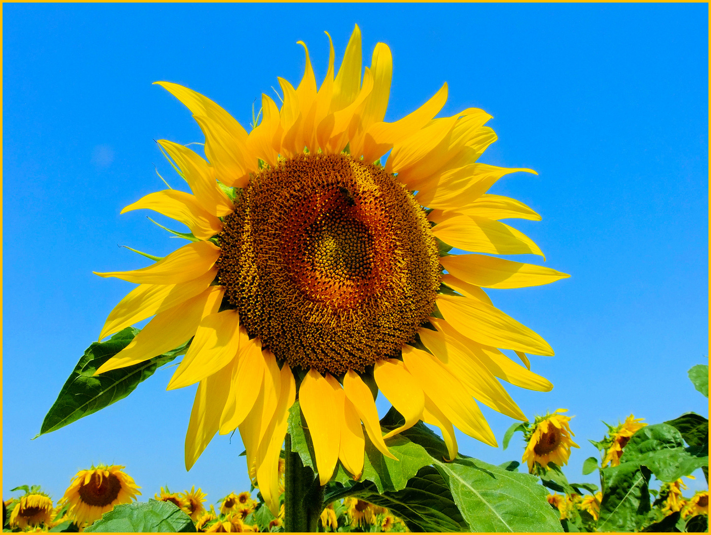 TOURNESOL
