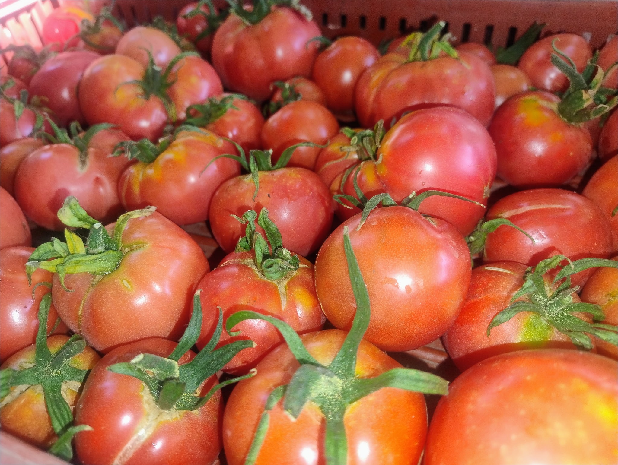 TOMATE (Rose de Berne)