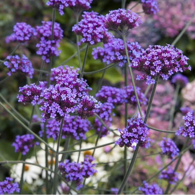 Verveine de Buenos Aires en pot 2 litres