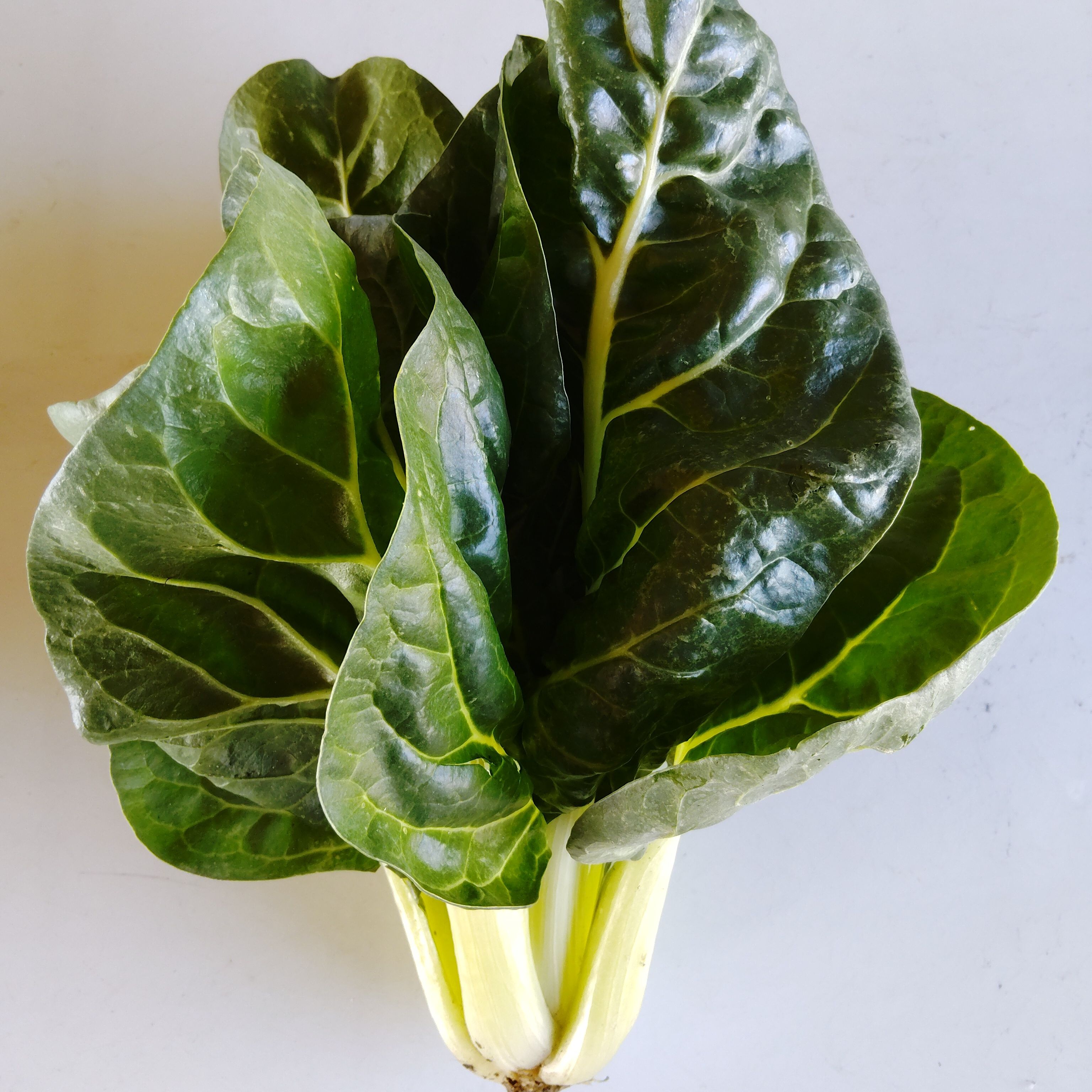 Blette-Mini (1 pièce) - 1kg