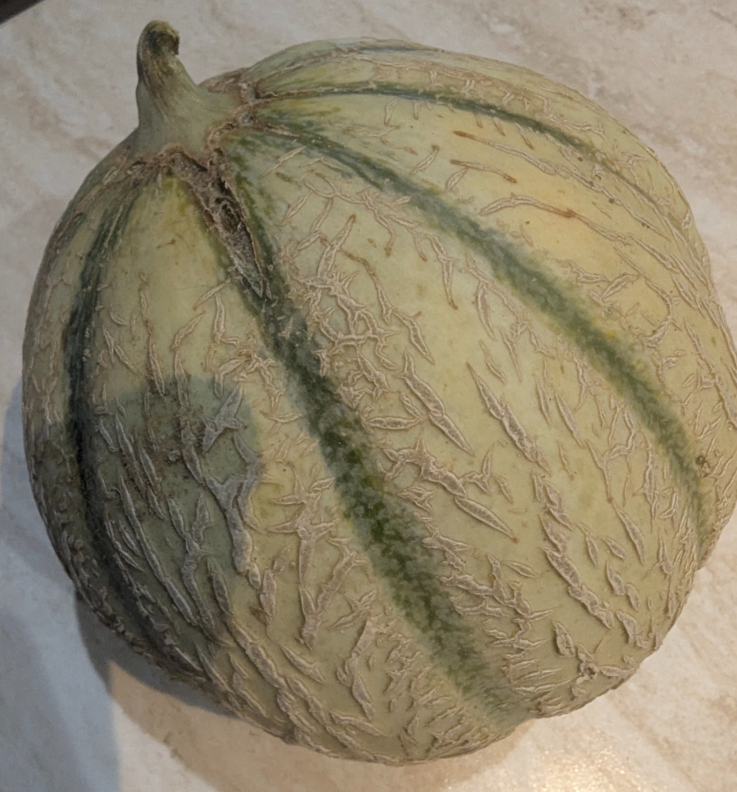 MELON