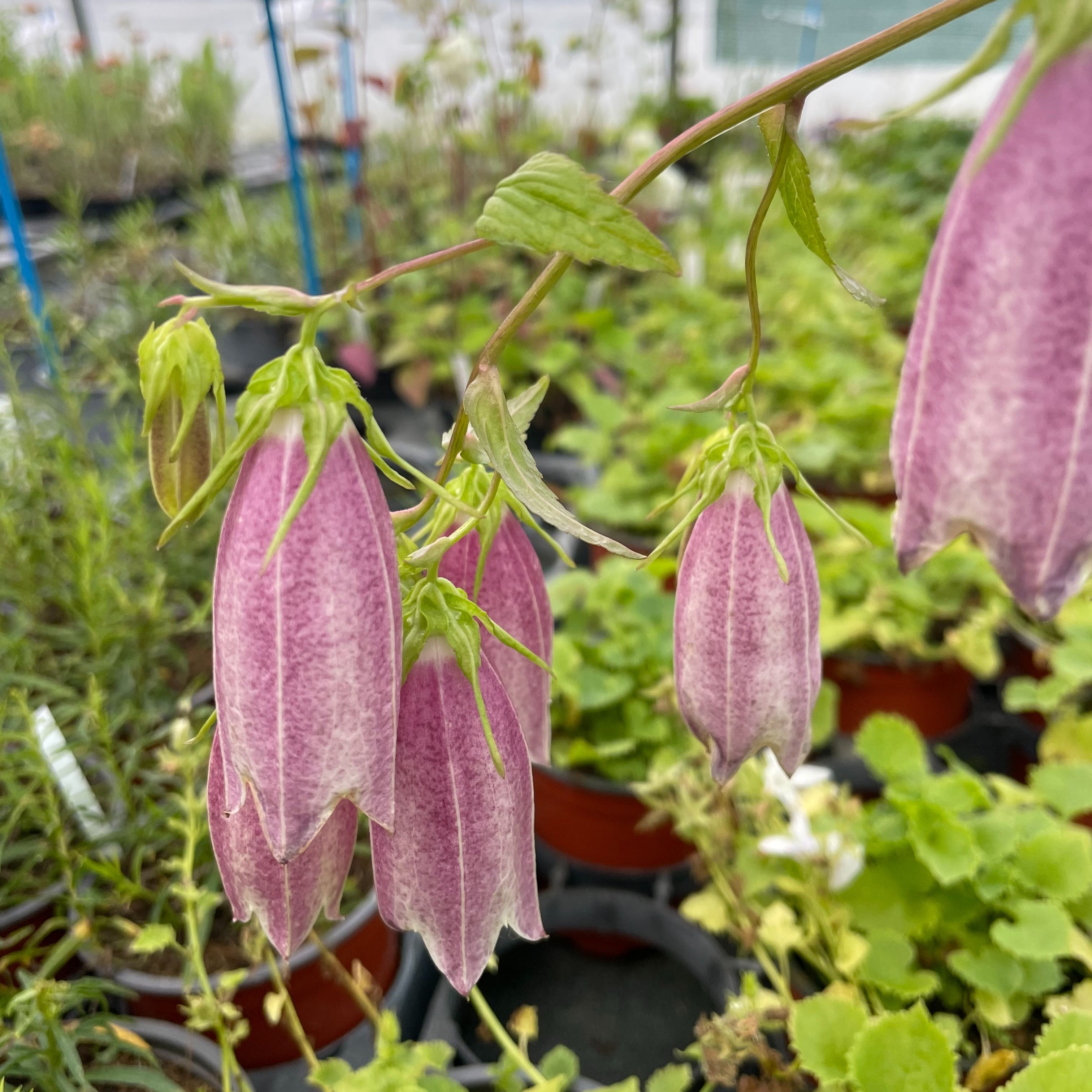 Campanula punctata