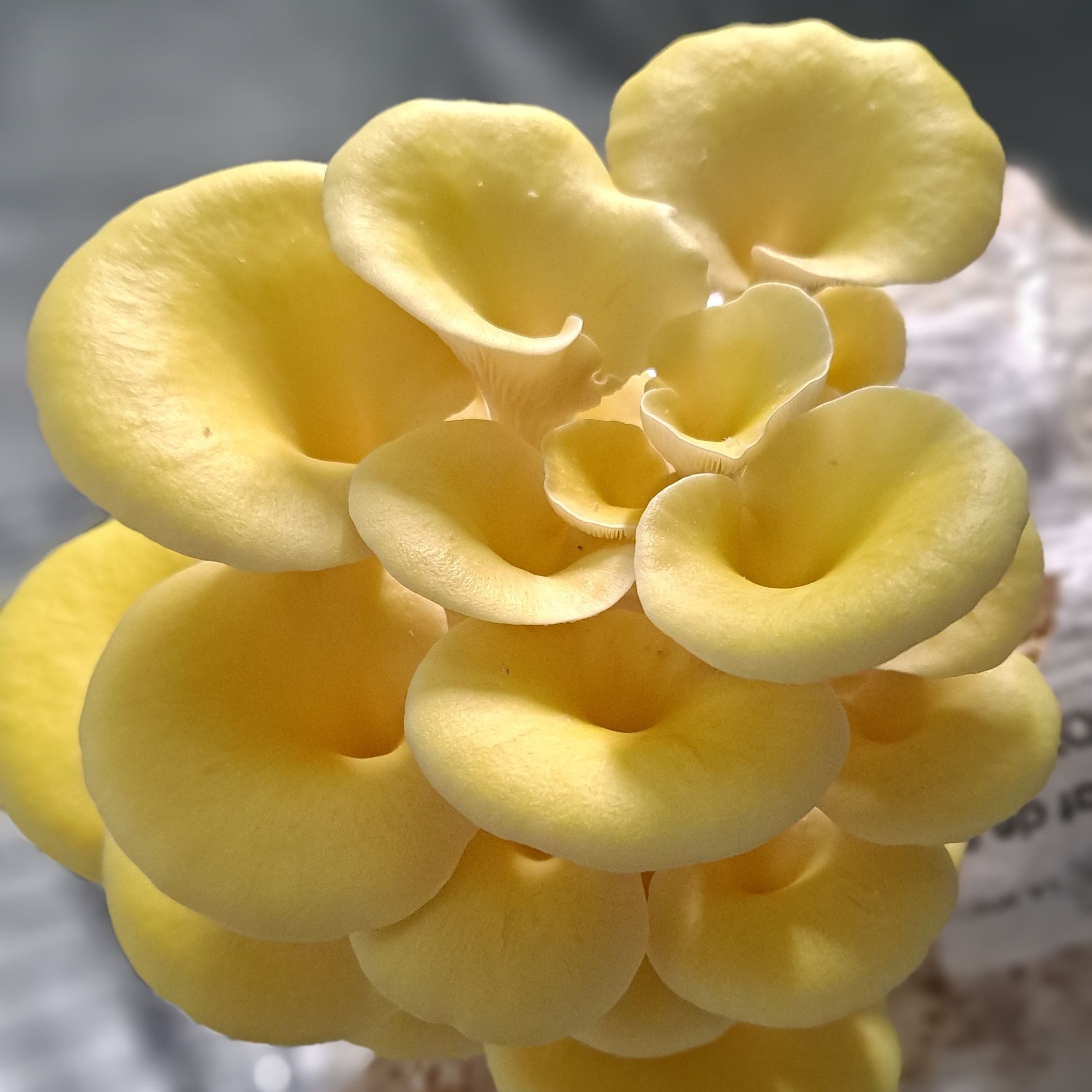 Pleurote black pearl, blanche, jaune ou rose