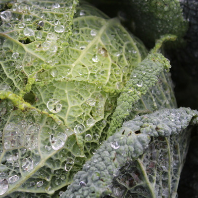 Chou de Milan - coupé