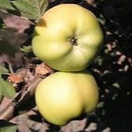 Pommier - Malus domestica "Calville Blanc"