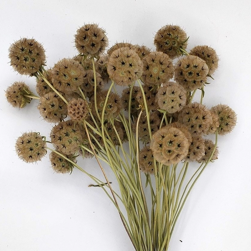 SCABIOSA STELLATA  - BOTTE 20 TIGES SEC