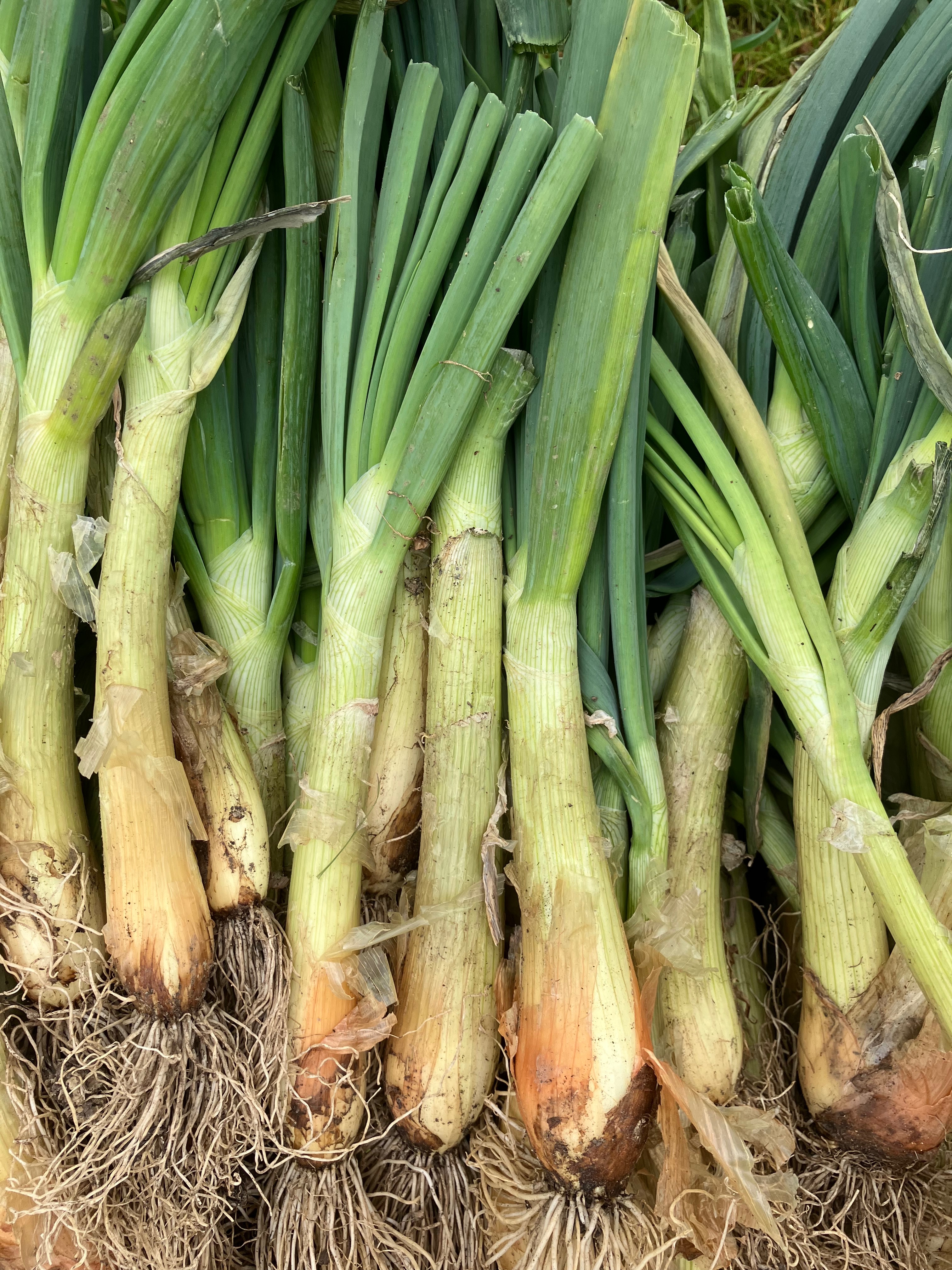 Oignons bottes