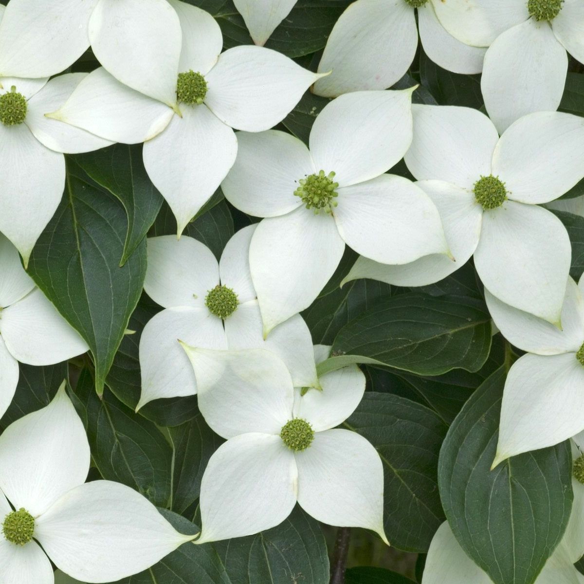 Cornouiller du Japon (Cornus kousa) 'Blue shadow'