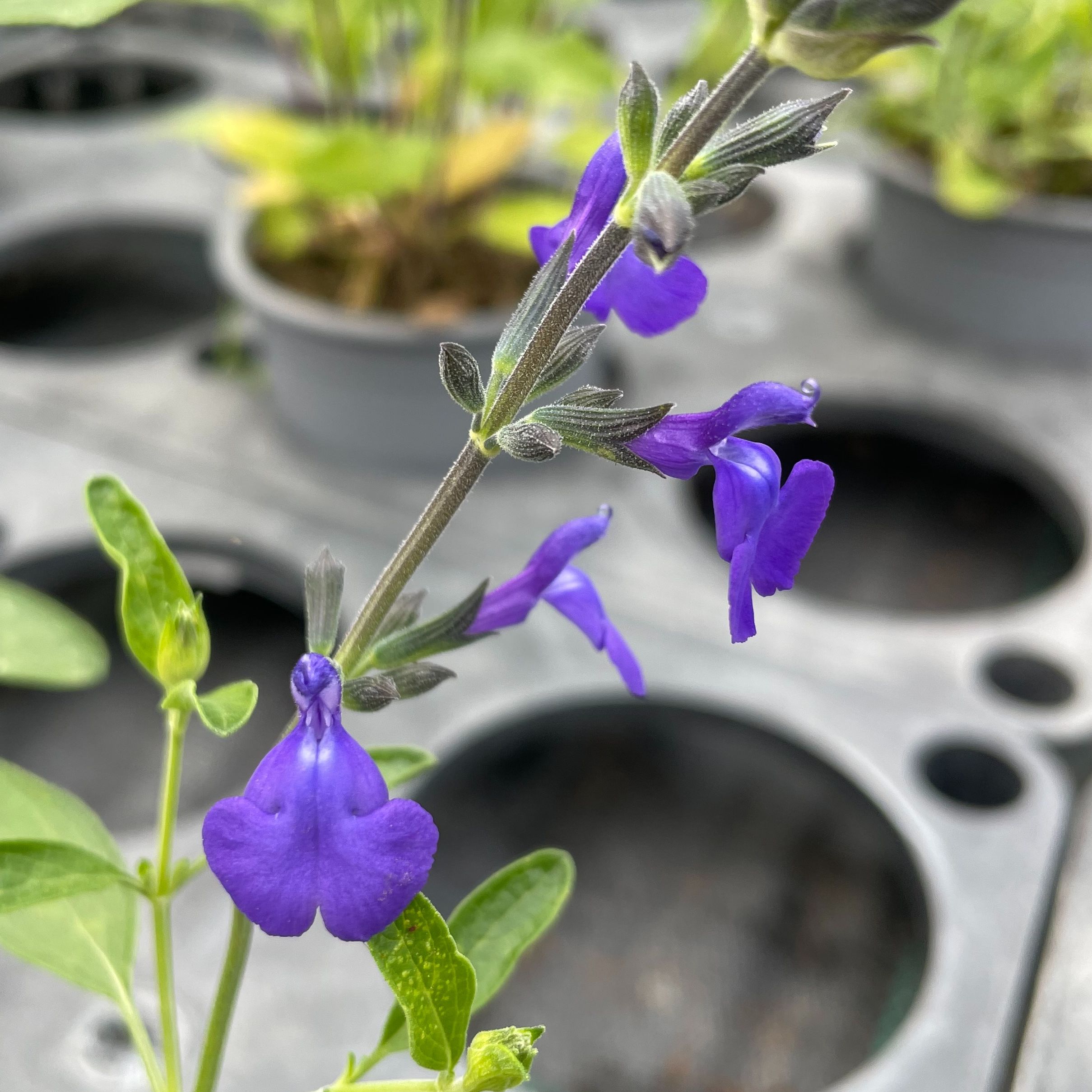 Salvia microphylla 'Blue Note'
