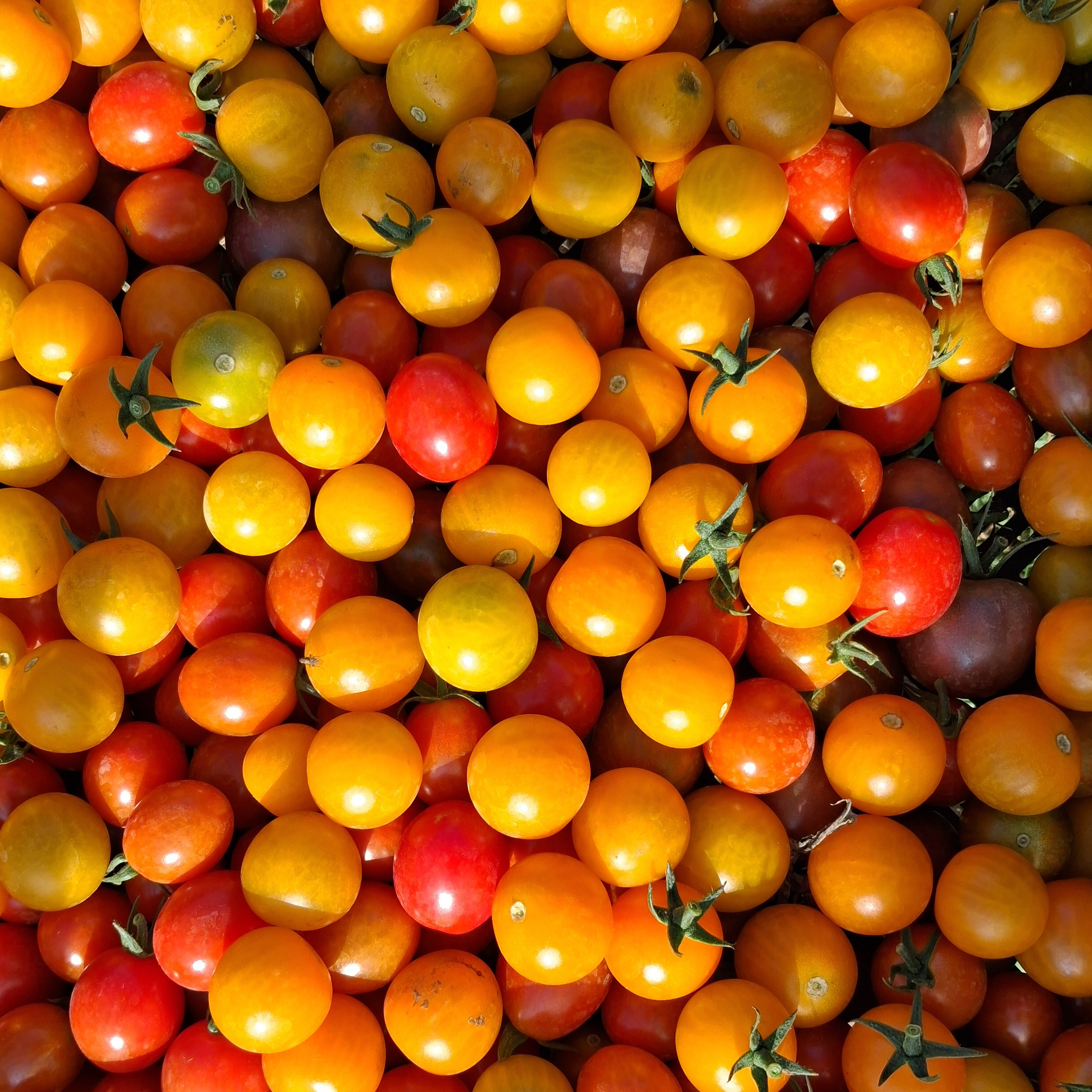 Tomate Cerise (Diverses Variétés)