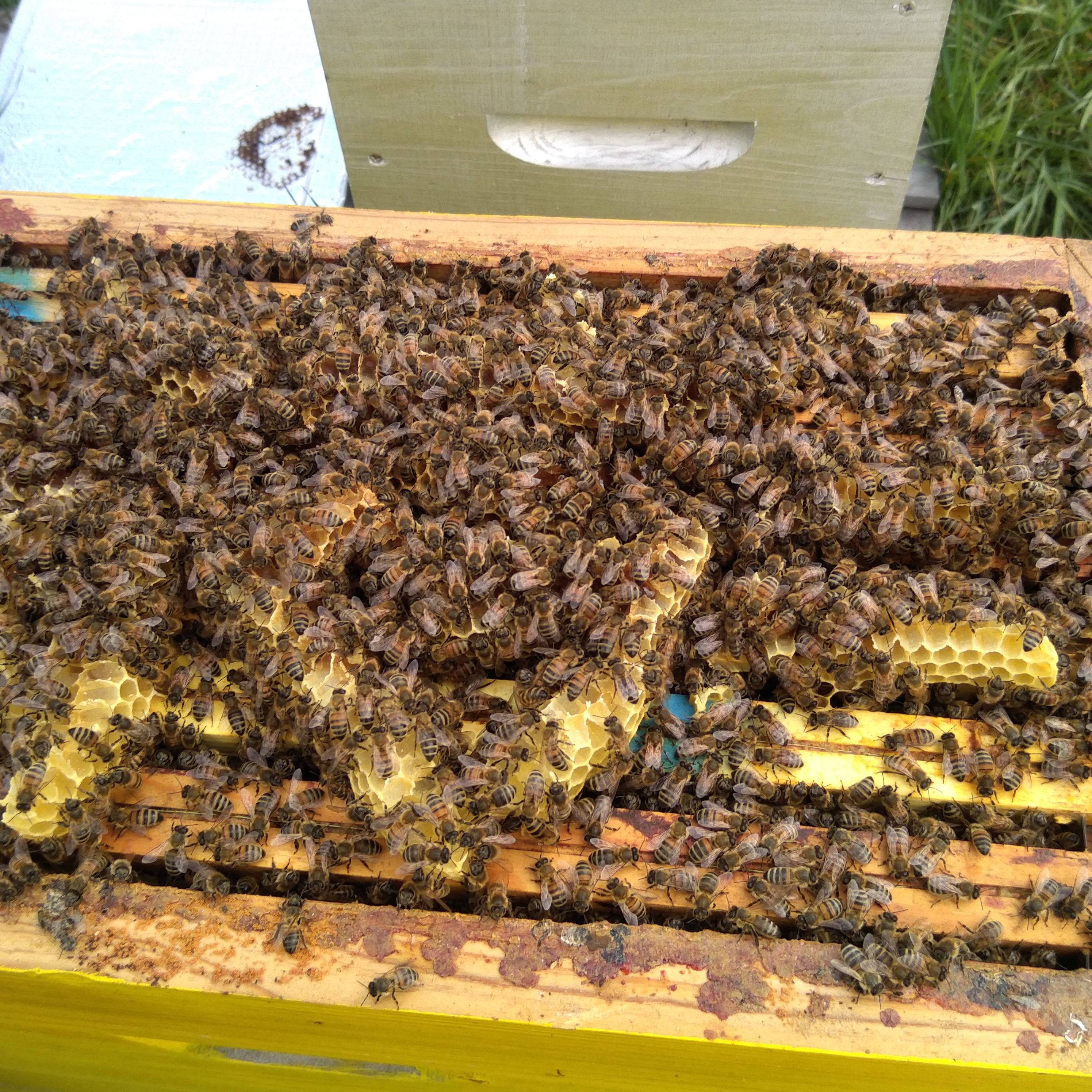 Essaim hiverné 6 cadre dispo avril