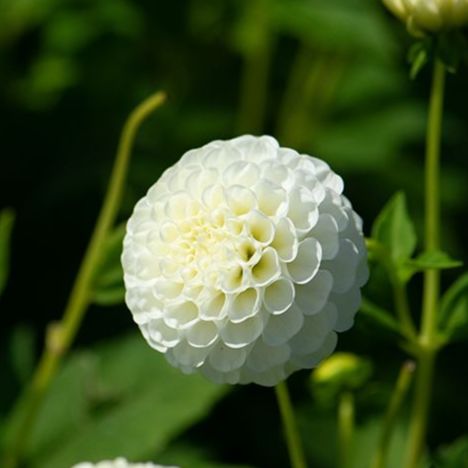 dahlia flocon de neige