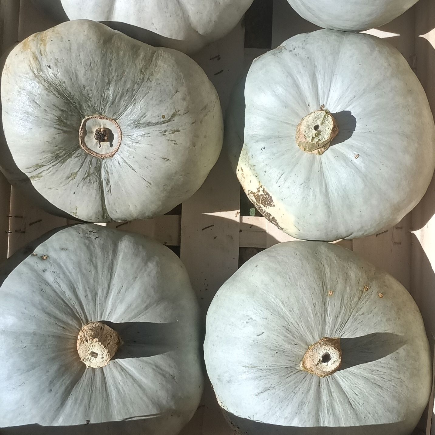 Courge Bleue de Hongrie