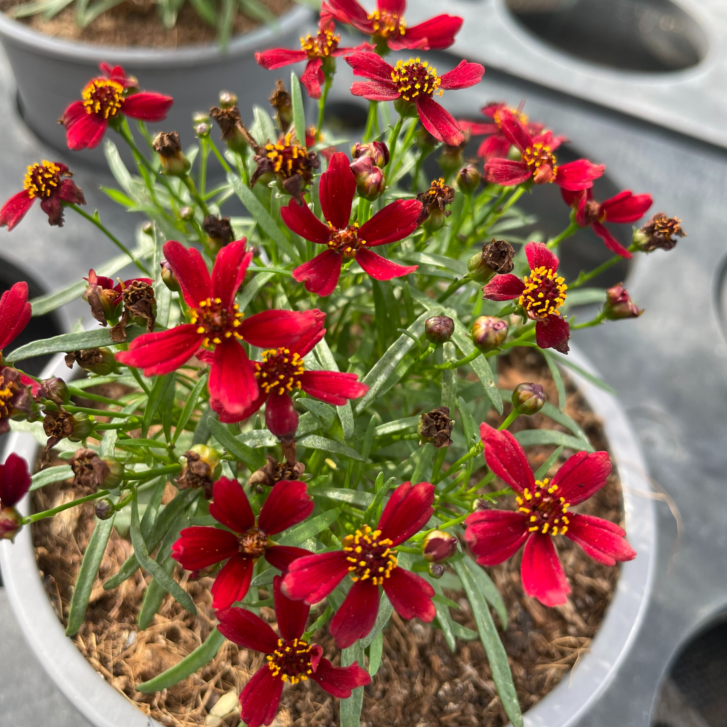 Coreopsis verticillata rouge foncé