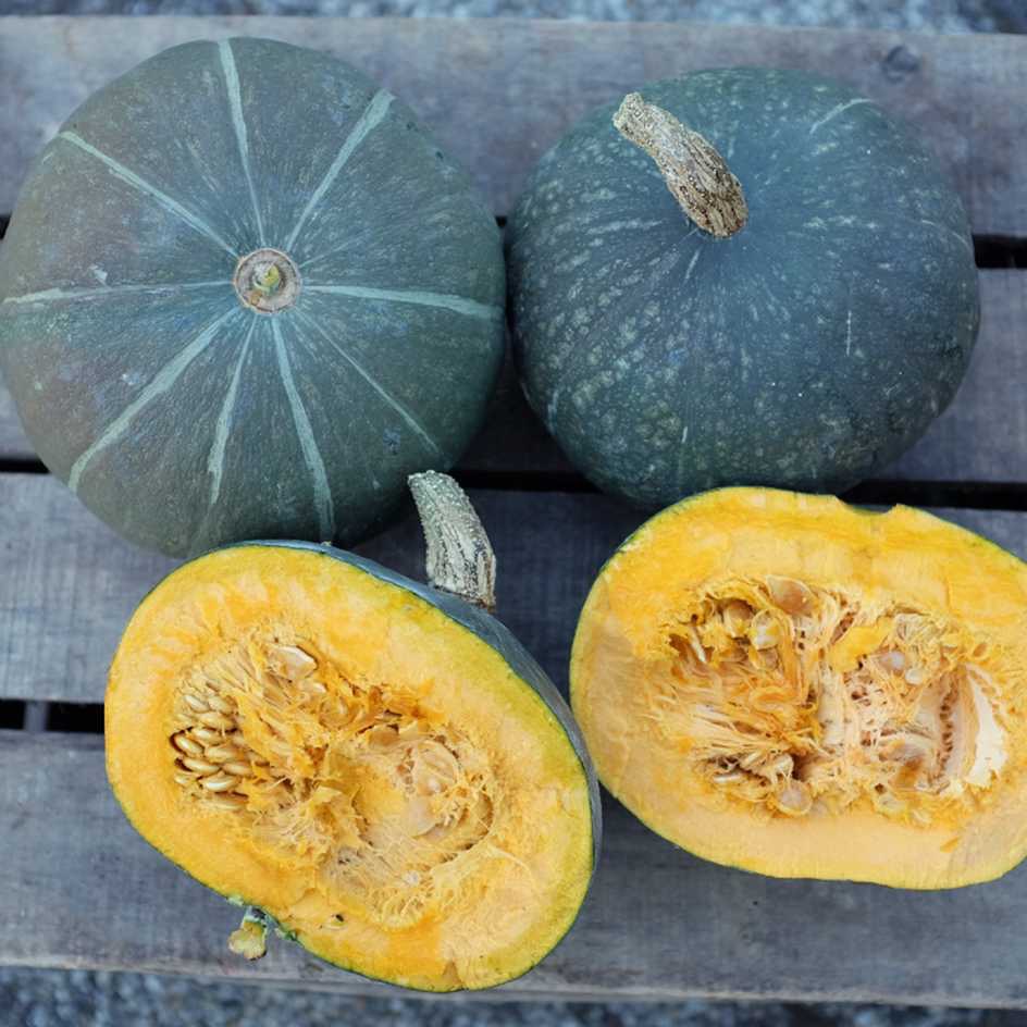 Courge ‘Potimarron vert d'Hokkaido’ - 1,5kg