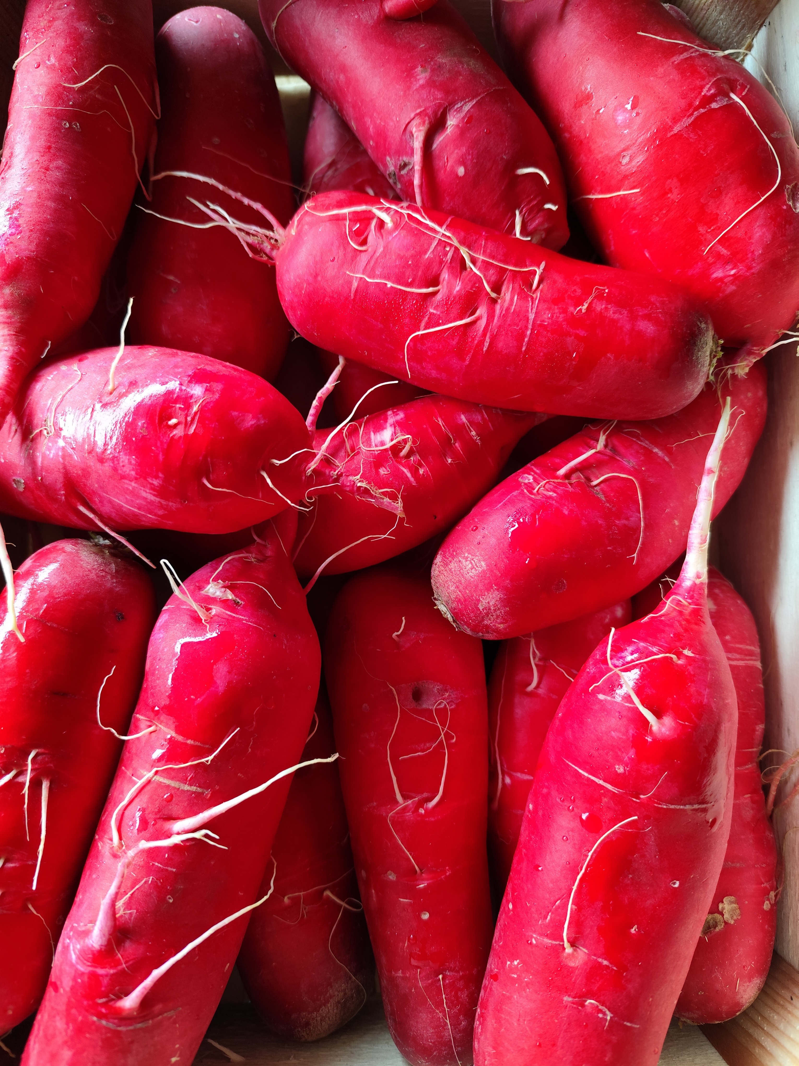 Radis rouge Long - 300g