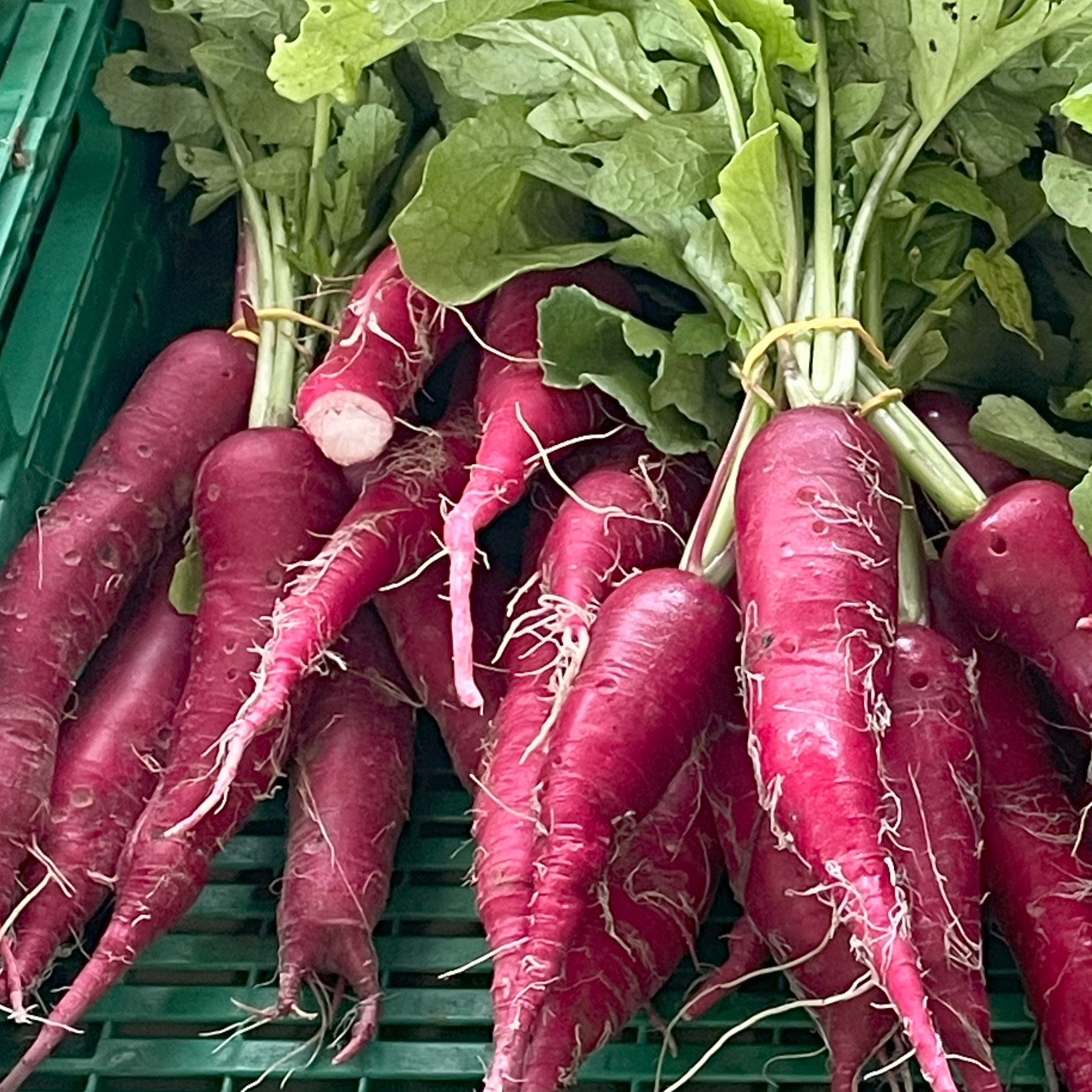 Radis Roses Longs - 400g