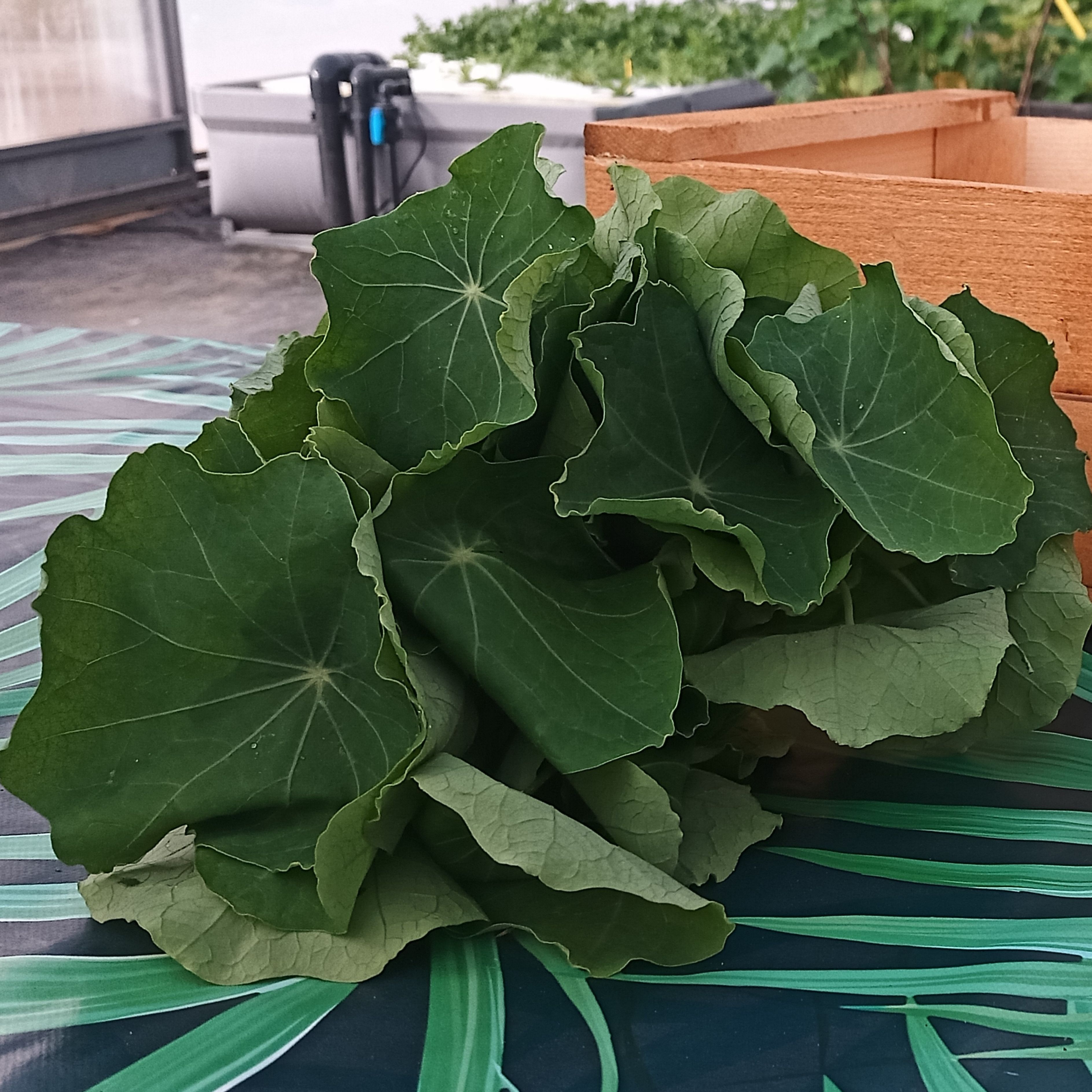 Capucine vivante en pot - 1 pot - 8g