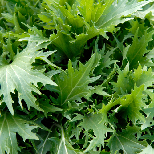 JEUNES POUSSES Mizuna Bio