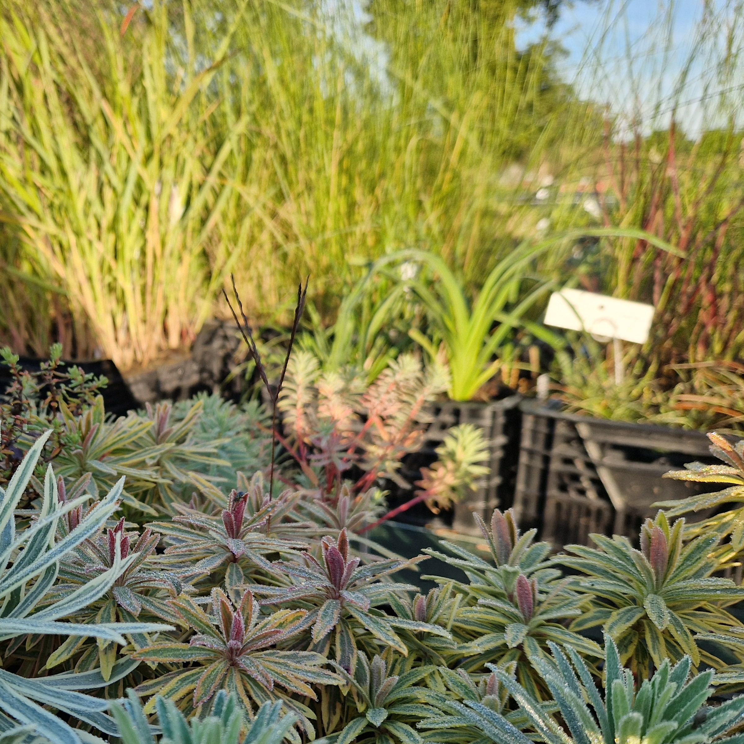 Euphorbia* martinii ‘Ascot Rainbow’