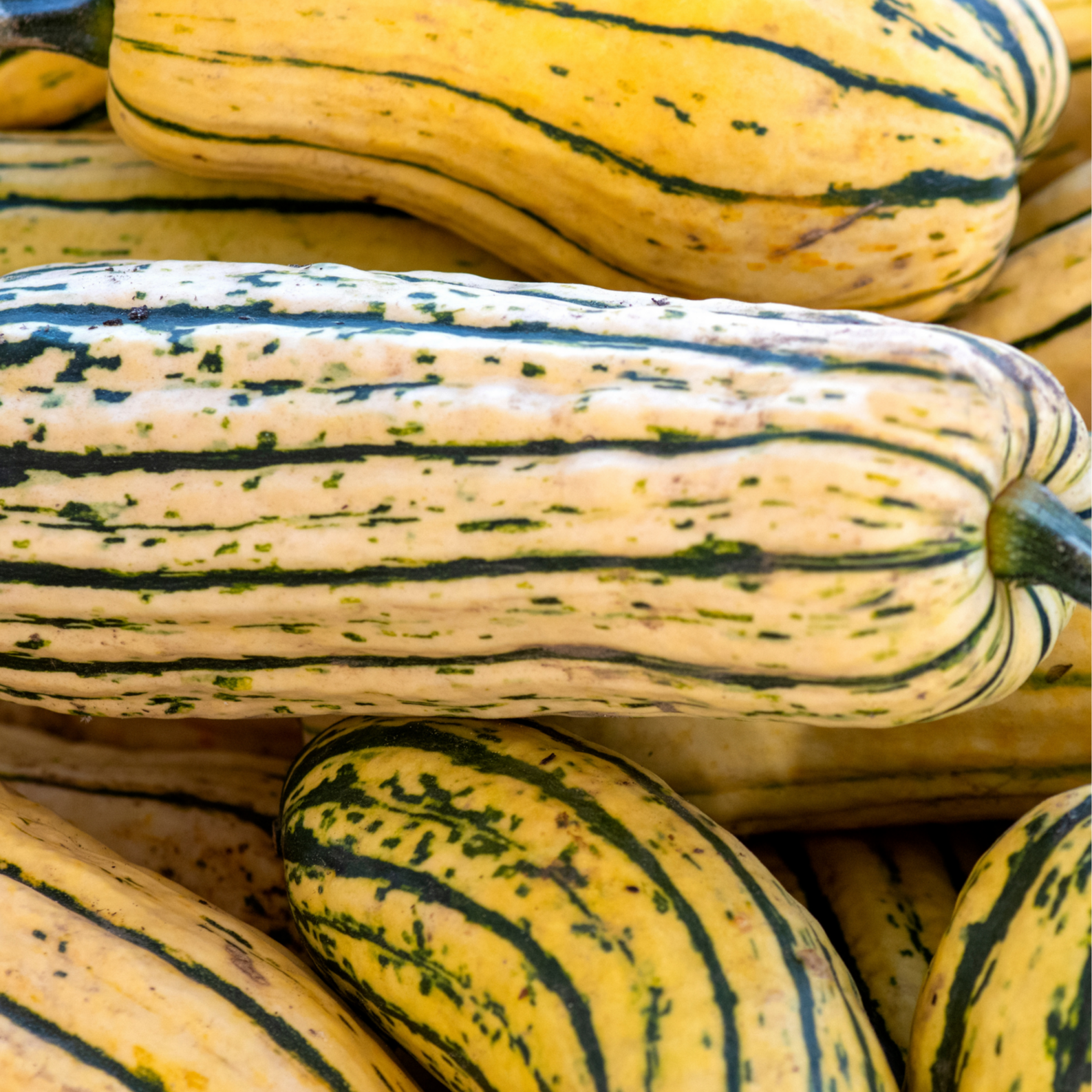 courge Delicata (pièce)