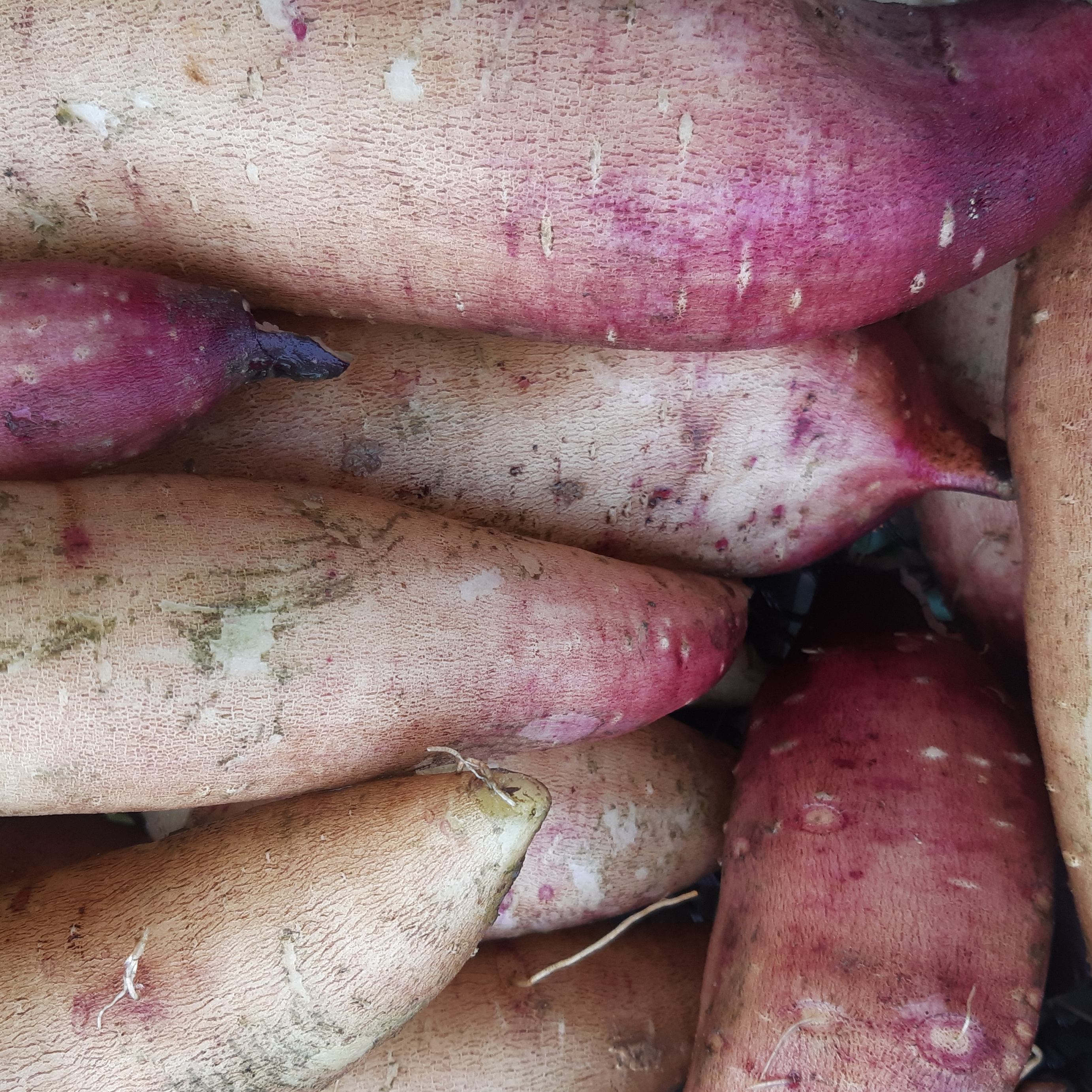 POIRE DE TERRE - 400g