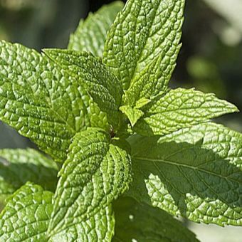 Menthe verte