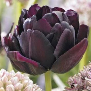 Tulipe Black Hero
