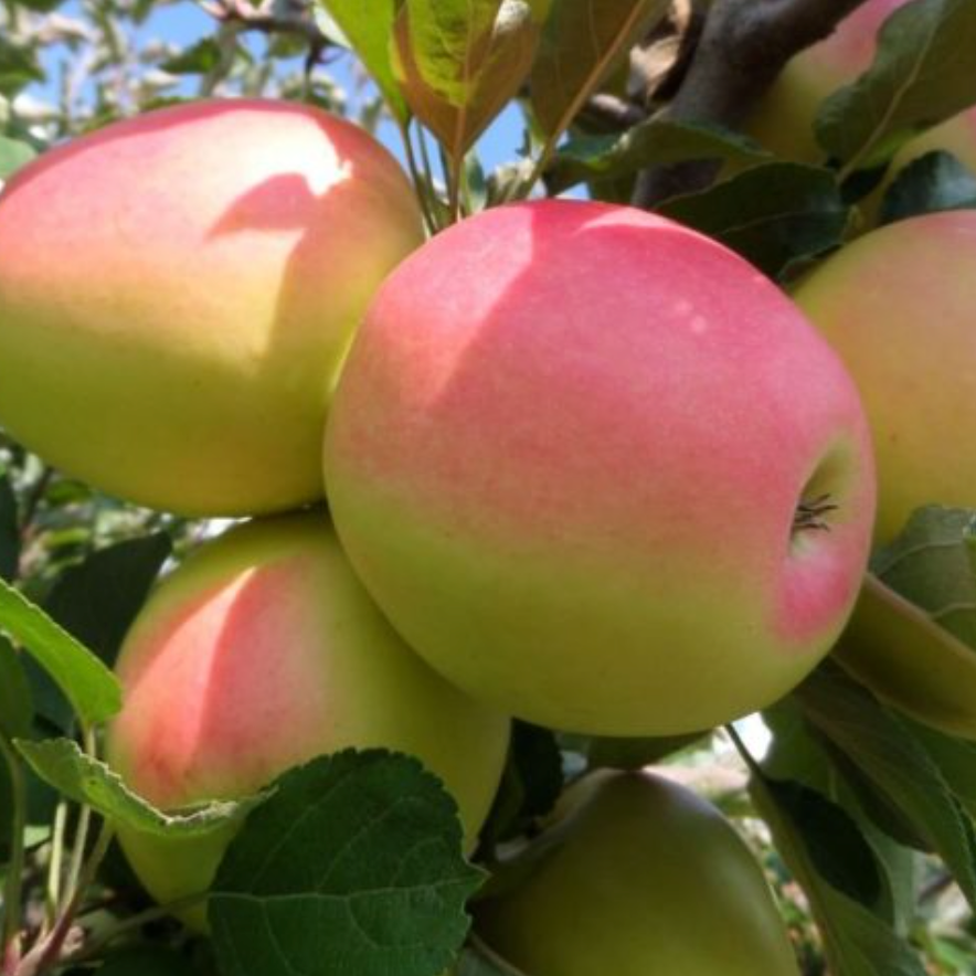 Pommier 'Kandil sinap' / Em7 Racines nues