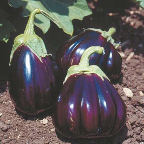 Plant Aubergine Violette - 300g