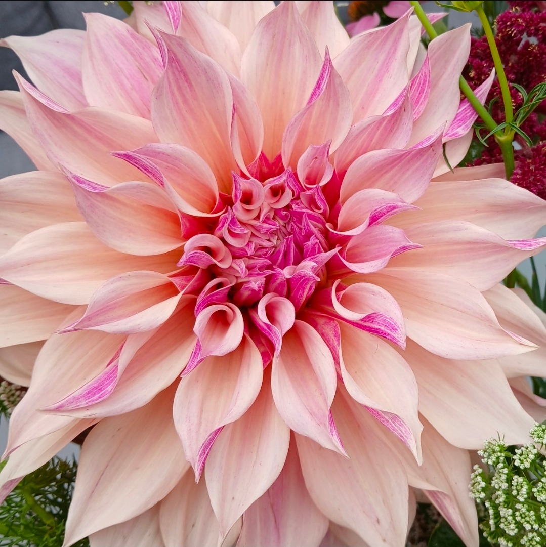 Dahlia 'café au lait twist'